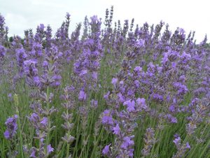 Lavendula angustifolia