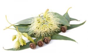 Eucalyptus