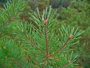 pine for loving light