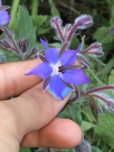 Borago officinalis L.