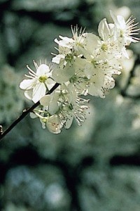 Cherry Plum