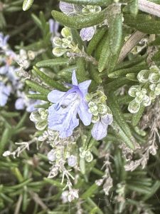 Rosmary flowers