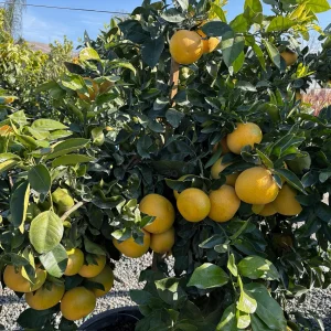 Grapefruit tree